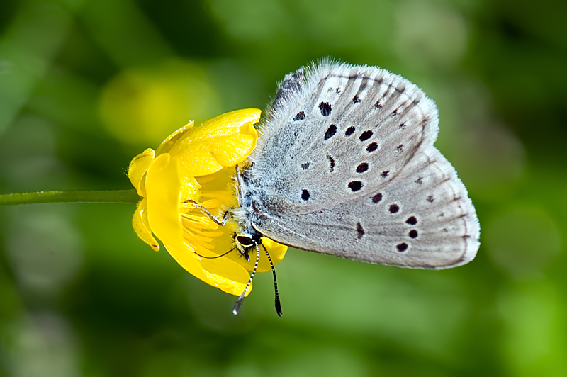 Maculinea da identificare